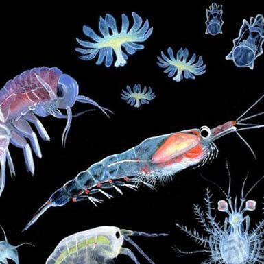 Тест: Поэт или планктон?